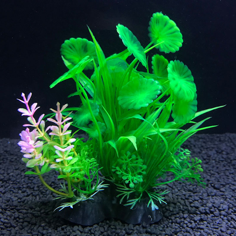 Decoración de Acuario, una var - Aquarium Plant Varieties reseña y precio