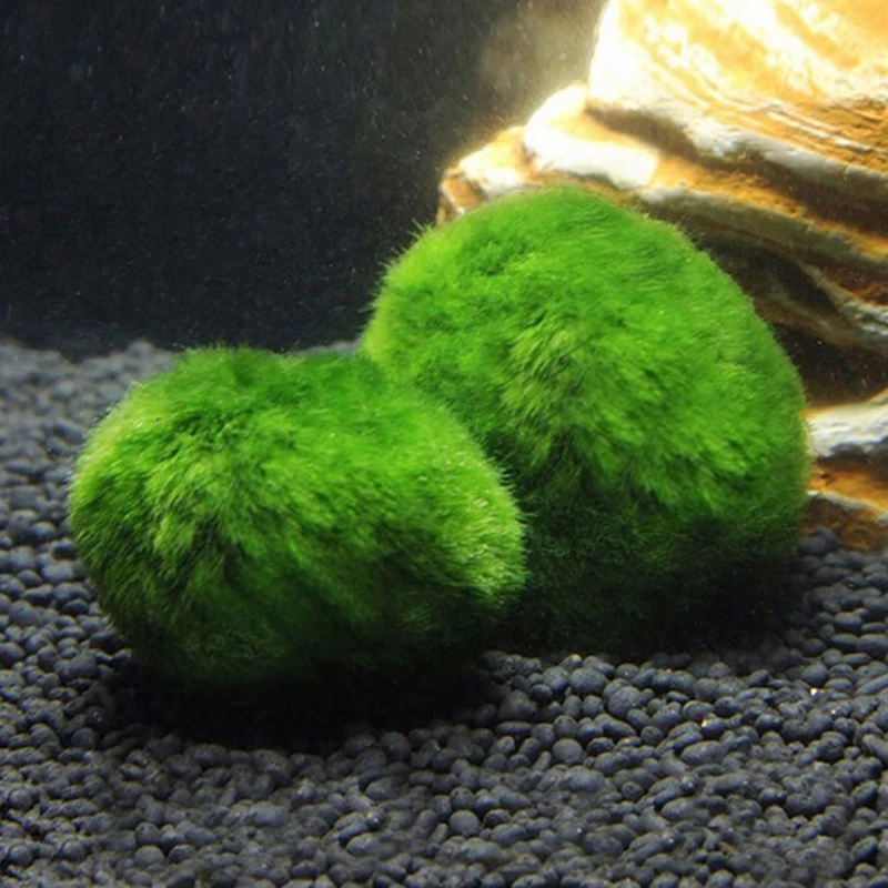 1 Pieza de Bolas de Musgo de 3 - Aquarium Planted Tank Substrate reseña y precio