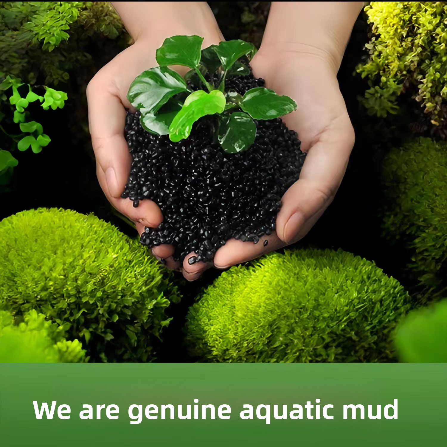 Arena de arcilla negra para de - Planted Aquarium With Sand reseña y precio