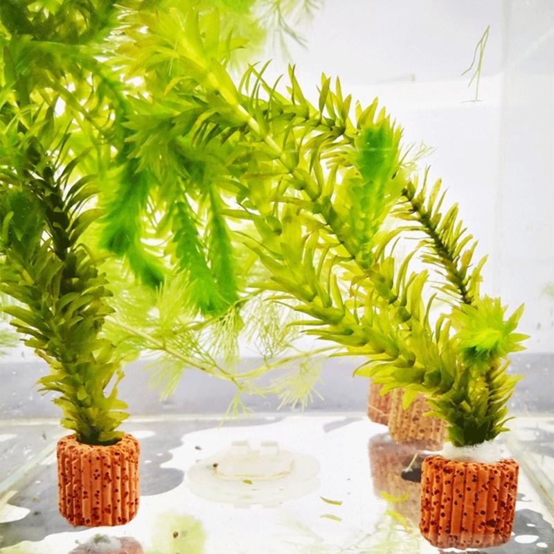 Anclajes para soporte plantas  - Emersed Plants Aquarium reseña y precio