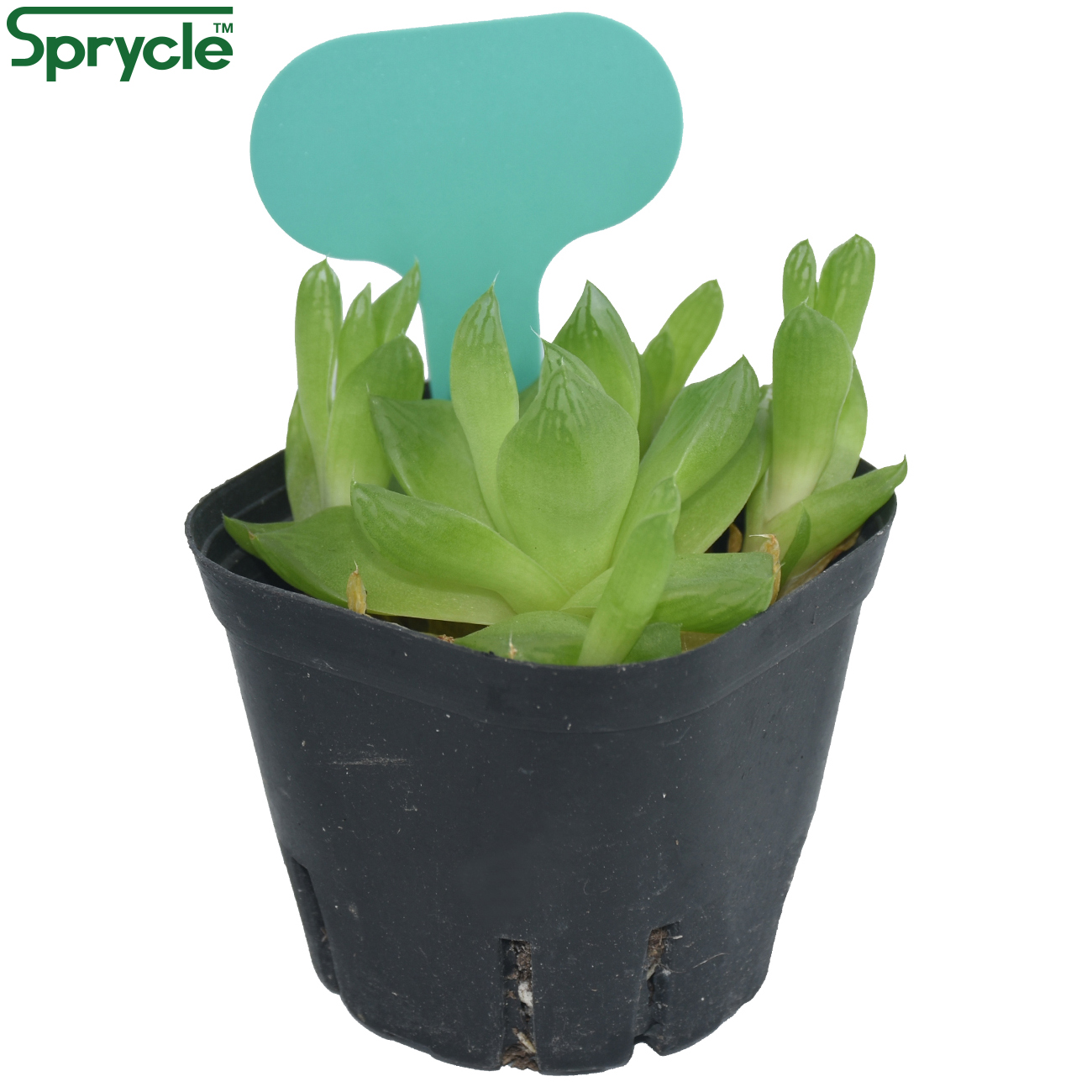 SPRYCLE-marcadores coloridos p - Tissue Culture Plant reseña y precio