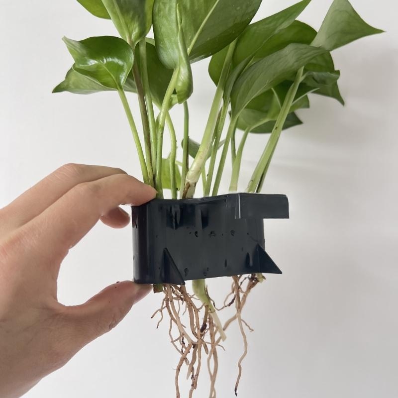 Water Plant Landscape Hydropon - Emersed Plants Aquarium reseña y precio