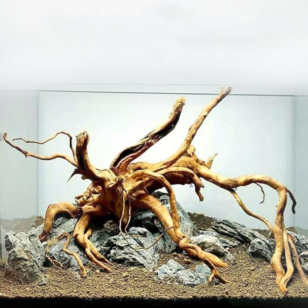Tronco de Madera Natural para  - Planted Aquarium With Driftwood reseña y precio