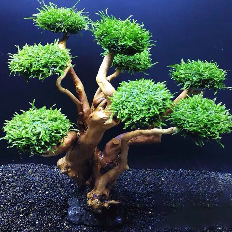 Marco de madera verde para pec - Planted Aquarium With Driftwood reseña y precio