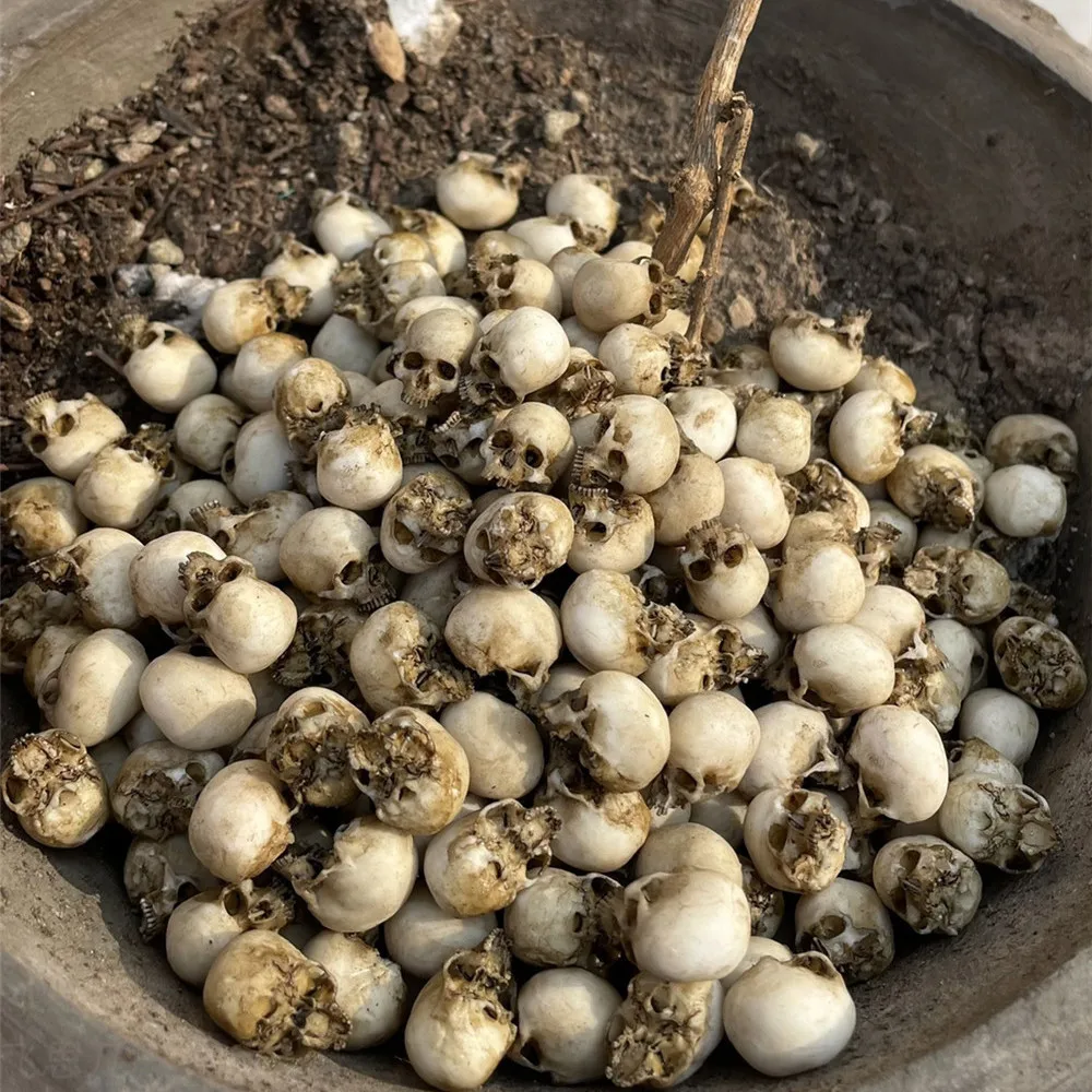 Mini calavera, modelo en minia - Aquarium Plant Display reseña y precio
