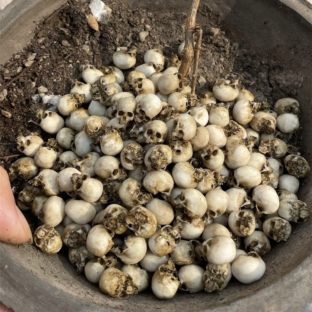 Mini calavera, modelo en minia - Aquarium Plant Display reseña y precio