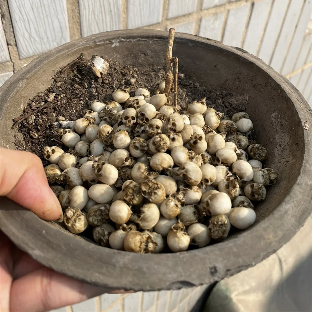 Mini calavera, modelo en minia - Aquarium Plant Display reseña y precio