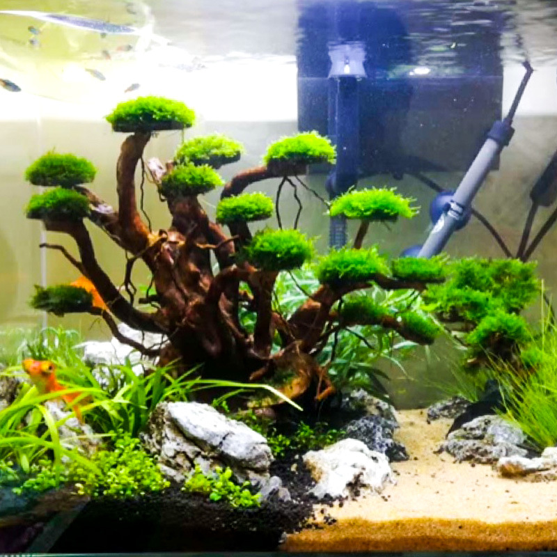 Decoración para Acuarios: Esqu - Aquarium Planted Wood reseña y precio