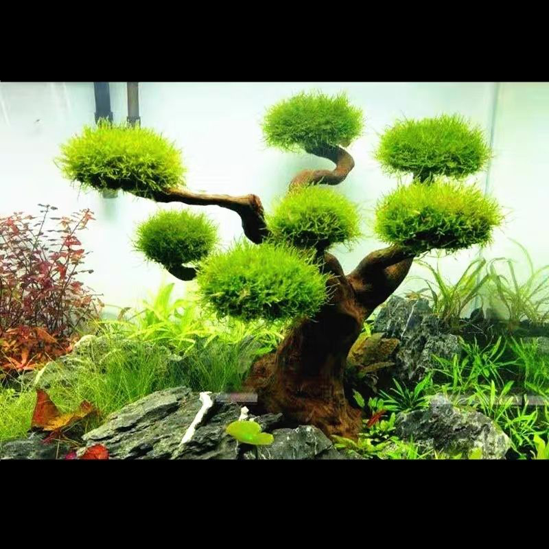 Decoración de acuario, musgo,  - Planted Aquarium With Driftwood reseña y precio