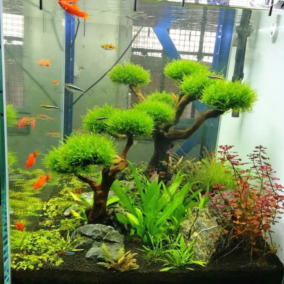 Decoración de acuario, musgo,  - Planted Aquarium With Driftwood reseña y precio