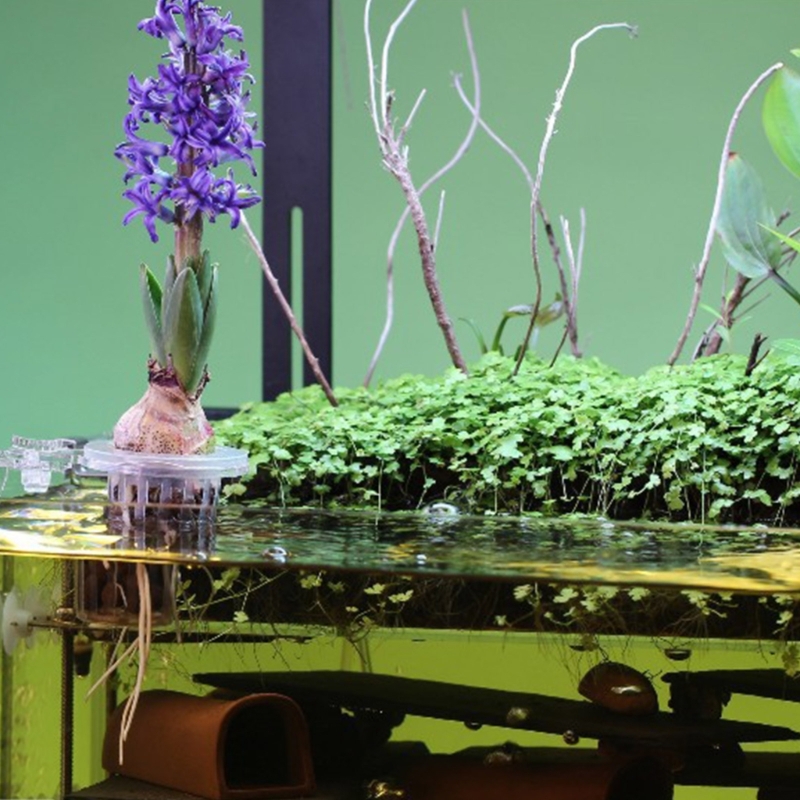 Soporte para plantas de acuari - Emersed Plants Aquarium reseña y precio