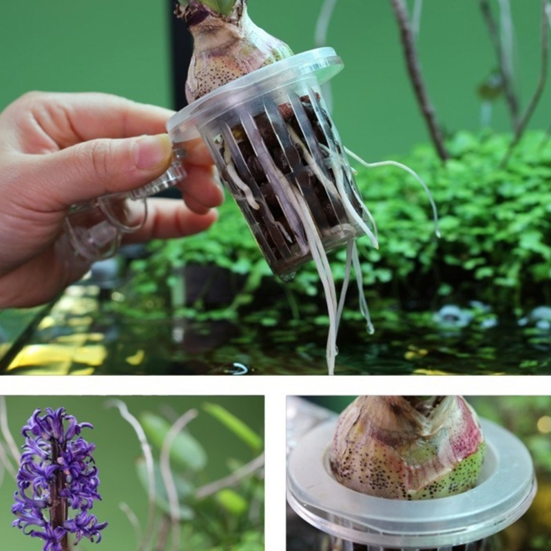 Soporte para plantas de acuari - Emersed Plants Aquarium reseña y precio